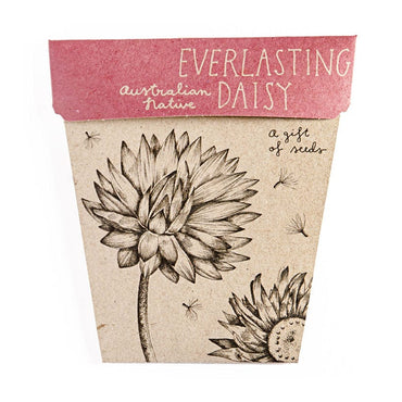 Sow 'n Sow Everlasting Daisy Seeds 1 packet